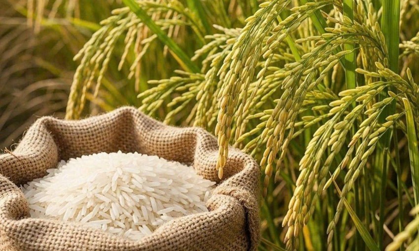 Thị trường lúa gạo quý II/2026: Động lực từ nguồn cung và triển vọng xuất khẩu